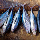 Акватории в Коми вновь попытаются продать рыбоводам