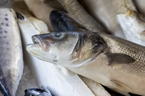 В Коми к 2025 году намерены увеличить объемы выращивания рыбы в 11 раз